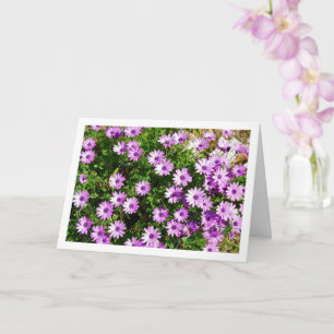 Purple African Daisies Card