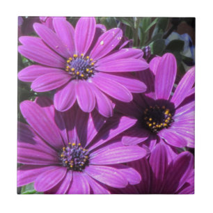 Purple African Daisies Tile
