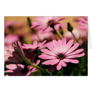 Purple African Daisy