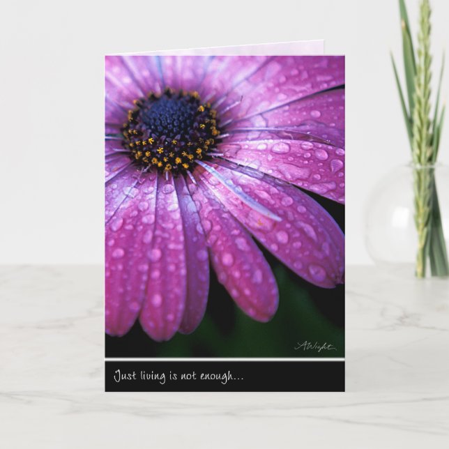 Purple African Daisy, by Anna Wight Card (Front)