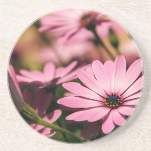 Purple African Daisy Coaster