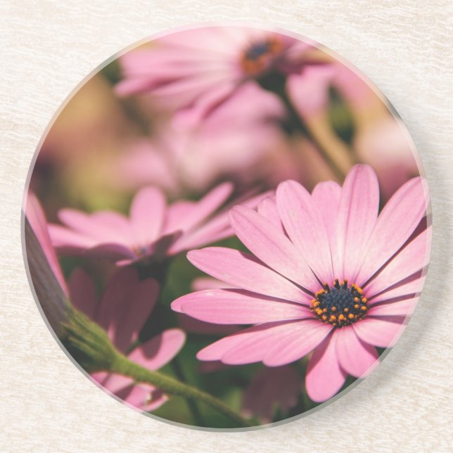 Purple African Daisy Coaster (Front)