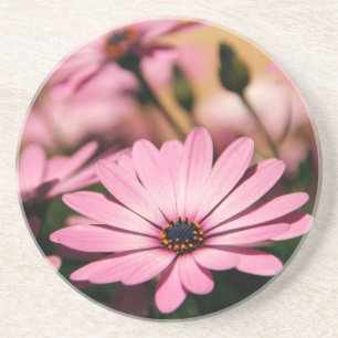 Purple African Daisy Coaster
