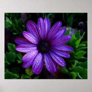 Purple African Daisy Flower Photo Print