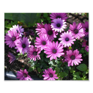 Purple African Daisy Flowers 8x10 Photo Print
