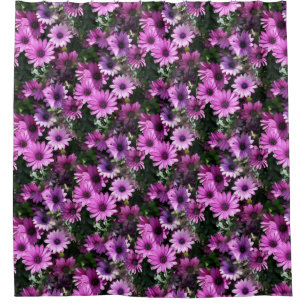 Purple African Daisy Flowers Nature Pattern 