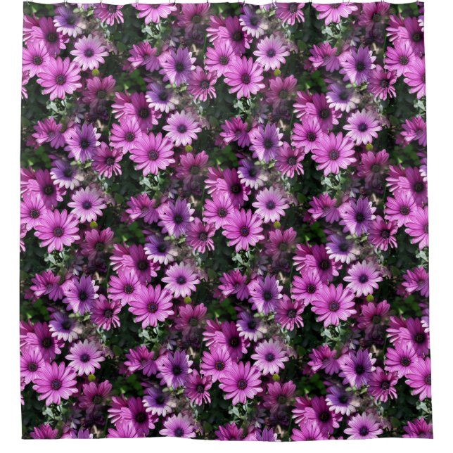 Purple African Daisy Flowers Nature Pattern  (Front)