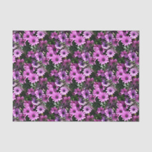 Purple African Daisy Flowers Nature Pattern    Tissue Paper