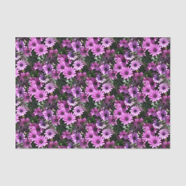 Purple African Daisy Flowers Nature Pattern    Tissue Paper (Front)