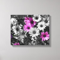 Purple African Daisy Flowers Partial Colour   