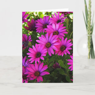 Purple African Daisy Holiday Card