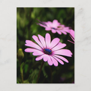 Purple African Daisy Photograph Postcard