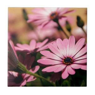 Purple African Daisy Tile