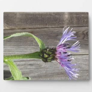 Purple Afternoon ~ 8x10 With Easel Plaque