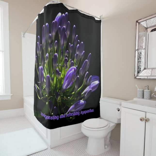 Purple Agapanthus, African Lily Luxury (In Situ)