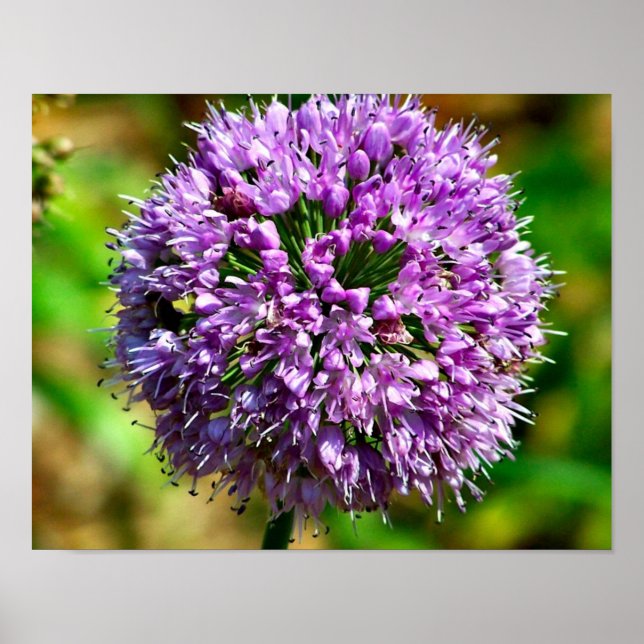 Purple Allium Flower In Bloom Poster (Front)