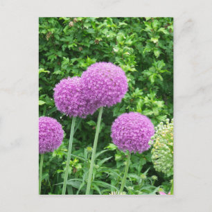 Purple Allium Flower Postcard