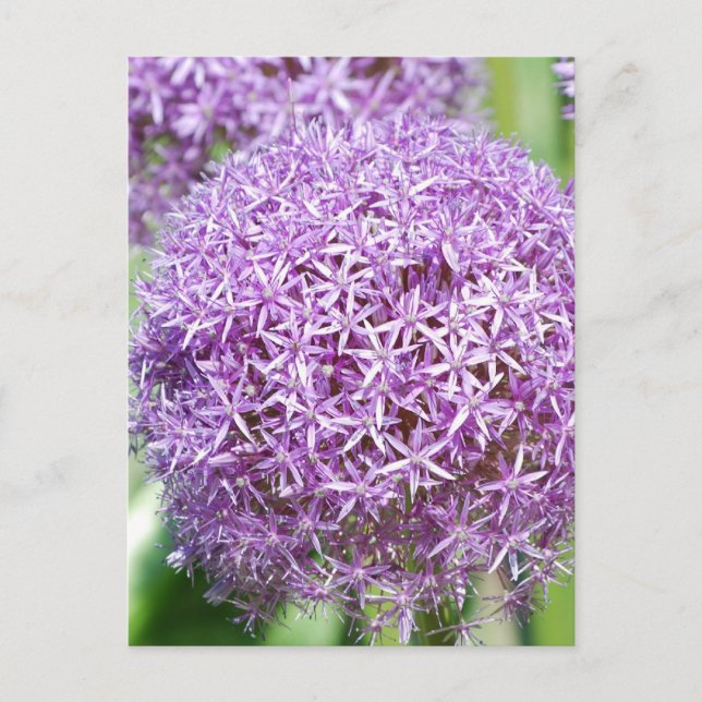 Purple Allium Flowers Postcard (Front)