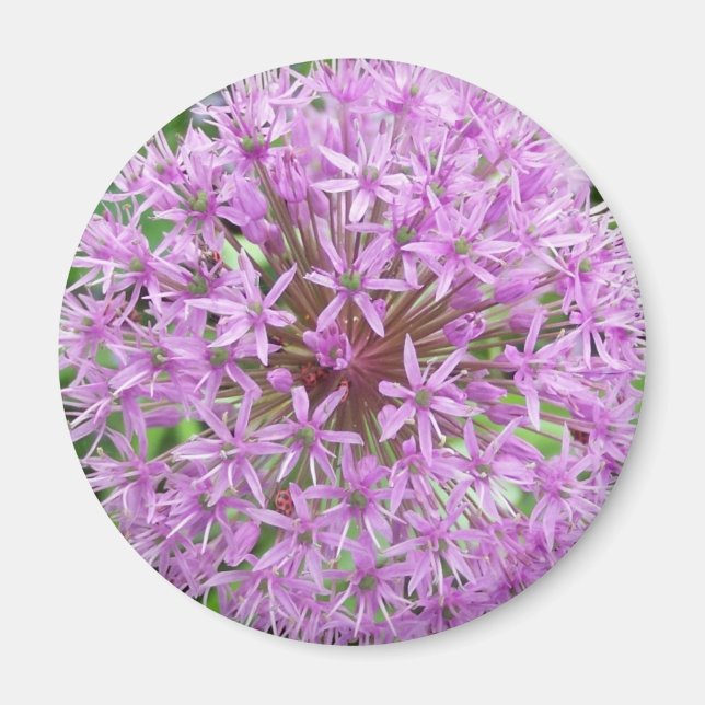 Purple Allium Magnet (Front)