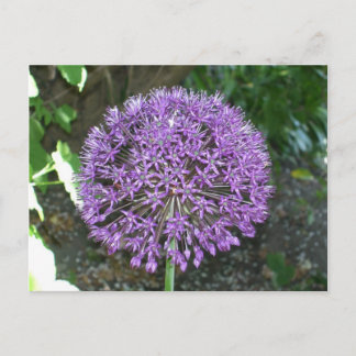 Purple Allium Postcard
