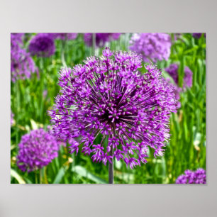 Purple Allium, Poster