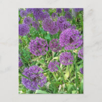 Purple Alliums Garden Flower