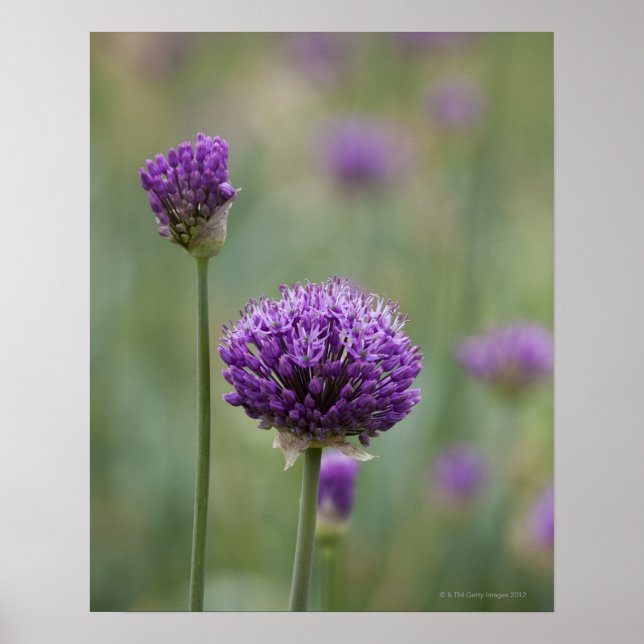 Purple Alliums with natural diffused background Poster (Front)