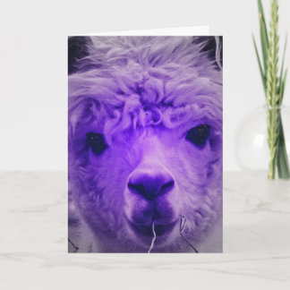 Purple Alpaca, Birthday Card