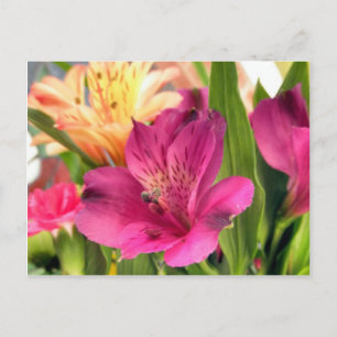 Purple Alstroemeria Flower Lilies Flowers Photo Postcard