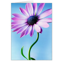 Purple and Blue Daisy Flower Floral Daisies Flower