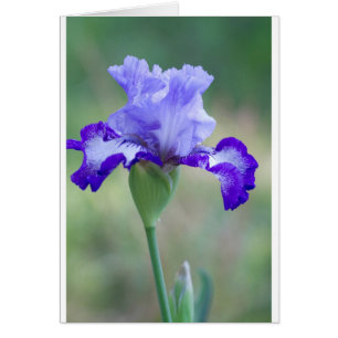 Purple and Blue Tall Bearded Iris Bloom
