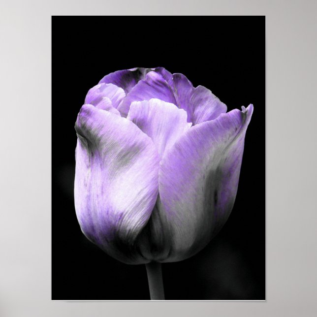 Purple and grayscale Tulip Poster (Front)