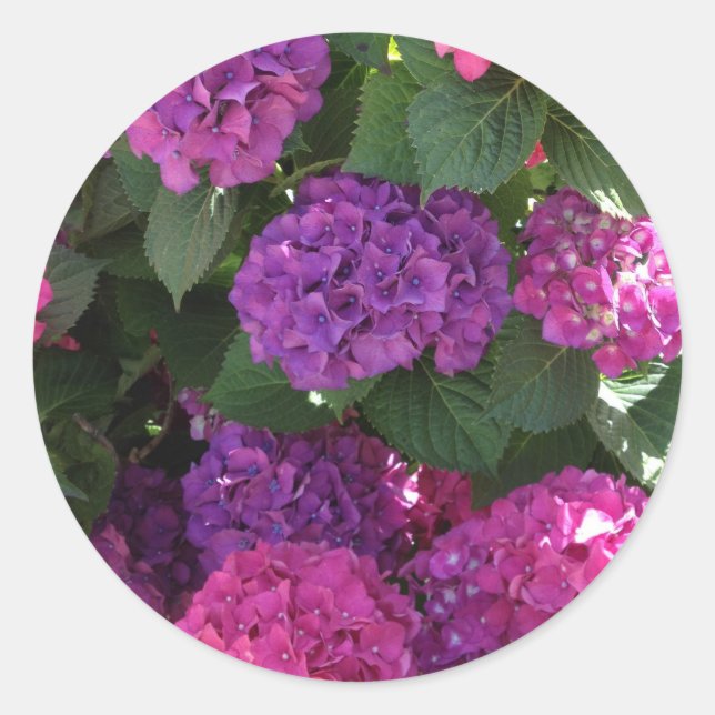 Purple and Magenta Hydrangea Stickers (Front)