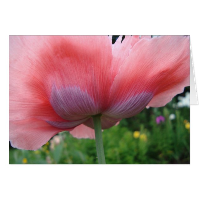 Purple and Pink (Front Horizontal)