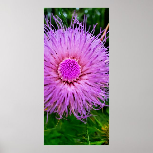 Purple and Pink Flower Poster (Front)