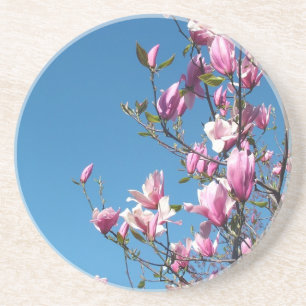 purple and pink flowers, magnolia, blue sky coaster