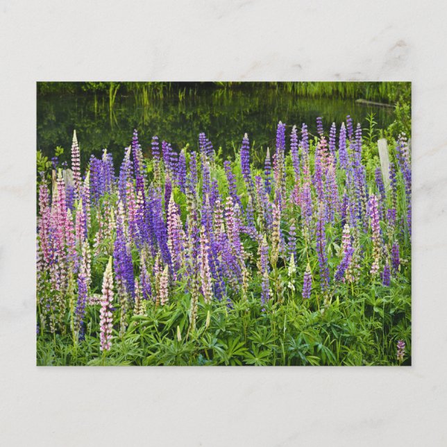 Purple and Pink Lupine Photograph Postcard (Front)