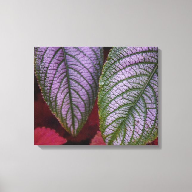 Purple and Red Leaved Canvas Print (Front)
