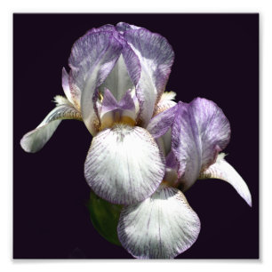 Purple And White Bearded Iris Flower Pair 8x8 Photo Print
