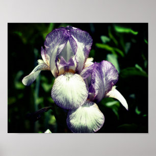 Purple And White Bearded Iris Flower Pair  Poster