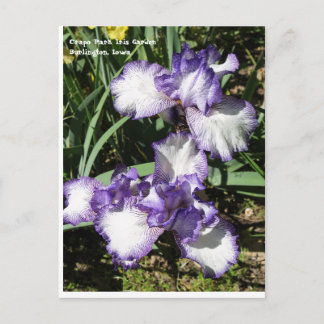 Purple and White Bearded Iris Postcard