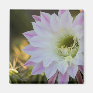 Purple and White Cactus Flower Magnet