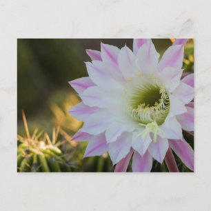 Purple and White Cactus Flower Postcard