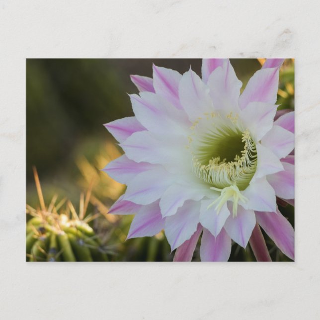 Purple and White Cactus Flower Postcard (Front)
