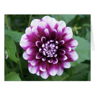 Purple and White Dahlia