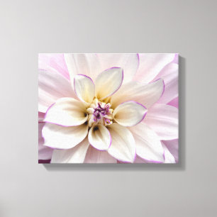Purple and white dahlia flower canvas print