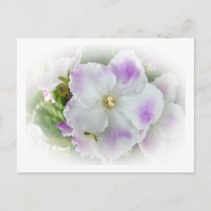 Purple and White Fancy African Violets Postcard