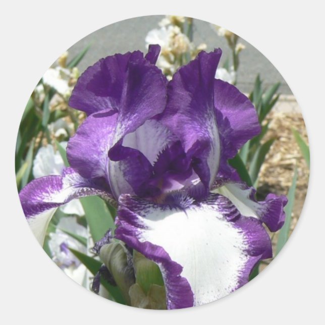 Purple and White Iris Classic Round Sticker (Front)