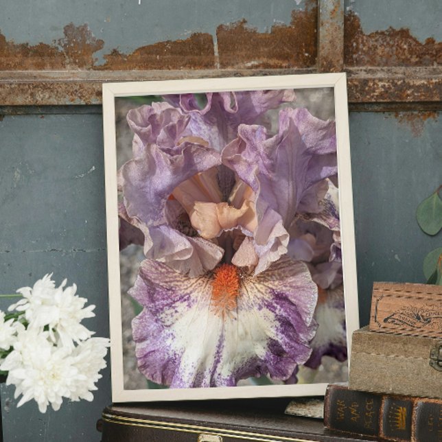 Purple and White Iris with Orange Beard Floral Photo Print (In Situ (Framed))