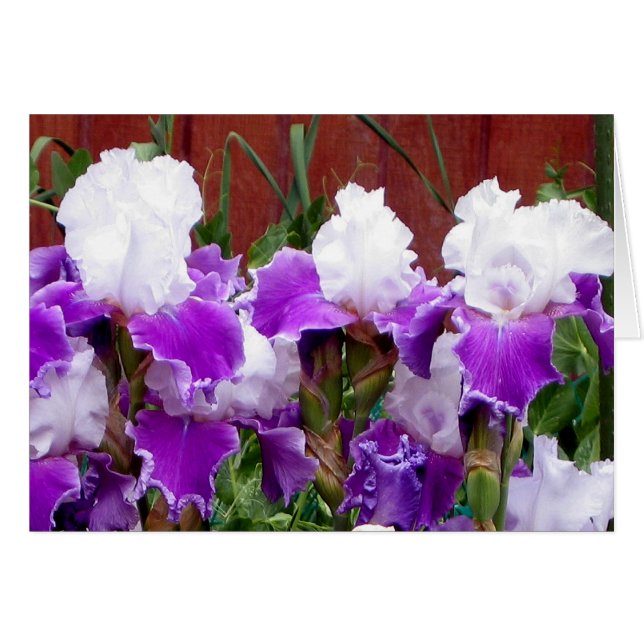Purple and White Irises (Front Horizontal)